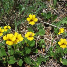 Yellow flowers on the shore of Rio Paine